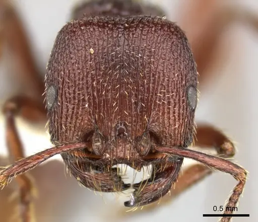Pogonomyrmex guatemaltecus specimen CASENT0235315 image casent0235315_2