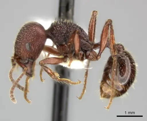 Pogonomyrmex guatemaltecus specimen CASENT0235315 image casent0235315_3