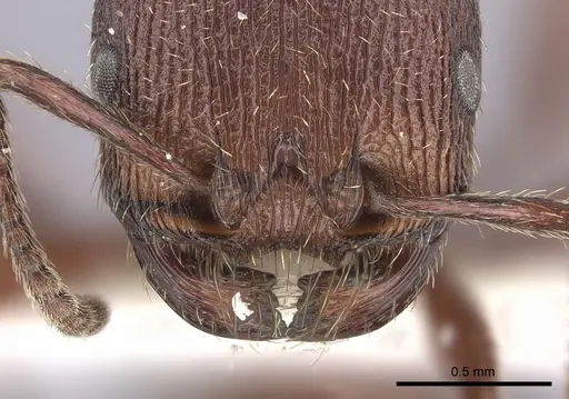 Pogonomyrmex guatemaltecus specimen CASENT0249060 image casent0249060_2