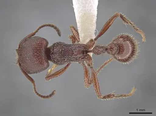 Pogonomyrmex guatemaltecus specimen CASENT0612773 image casent0612773_1
