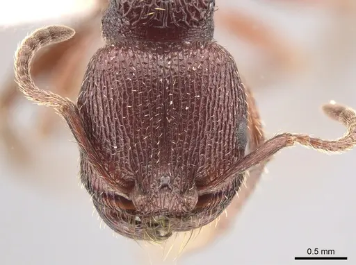 Pogonomyrmex guatemaltecus specimen CASENT0612773 image casent0612773_2