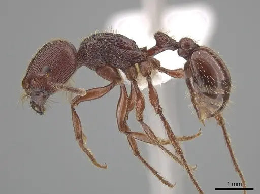 Pogonomyrmex guatemaltecus specimen CASENT0612773 image casent0612773_3