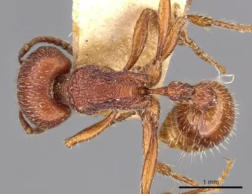 Pogonomyrmex guatemaltecus specimen CASENT0900390 image casent0900390_1