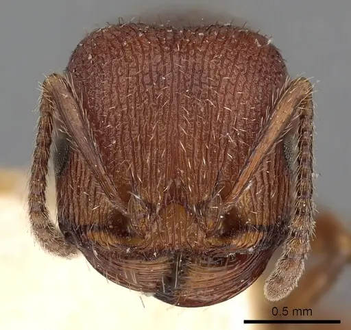 Pogonomyrmex guatemaltecus specimen CASENT0900390 image casent0900390_2
