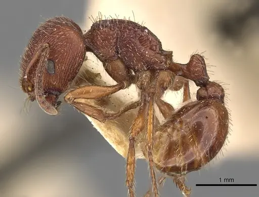 Pogonomyrmex guatemaltecus specimen CASENT0900390 image casent0900390_3