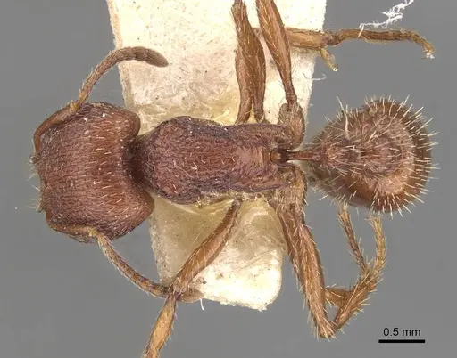 Pogonomyrmex guatemaltecus specimen CASENT0907626 image casent0907626_1