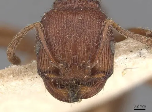 Pogonomyrmex guatemaltecus specimen CASENT0907626 image casent0907626_2