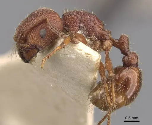 Pogonomyrmex guatemaltecus specimen CASENT0907626 image casent0907626_3