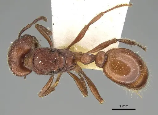 Pogonomyrmex guatemaltecus specimen LACMENT334885 image lacment334885_1