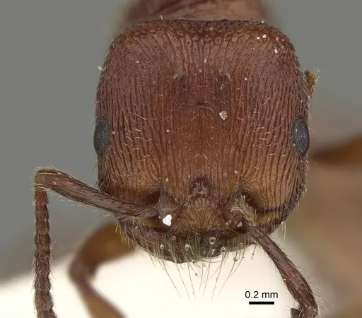Pogonomyrmex guatemaltecus specimen LACMENT334885 image lacment334885_2