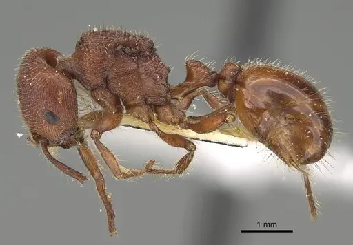 Pogonomyrmex guatemaltecus specimen LACMENT334885 image lacment334885_3