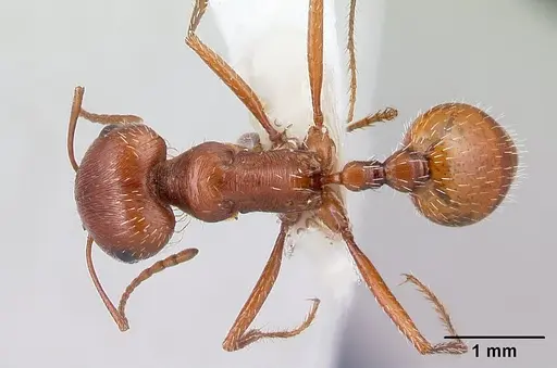 Pogonomyrmex hoelldobleri specimen CASENT0217267 image casent0217267_1