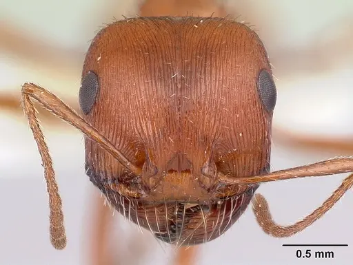 Pogonomyrmex hoelldobleri specimen CASENT0217267 image casent0217267_2