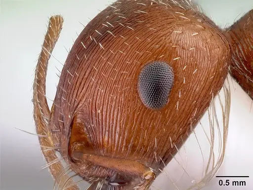 Pogonomyrmex hoelldobleri specimen CASENT0217267 image casent0217267_3