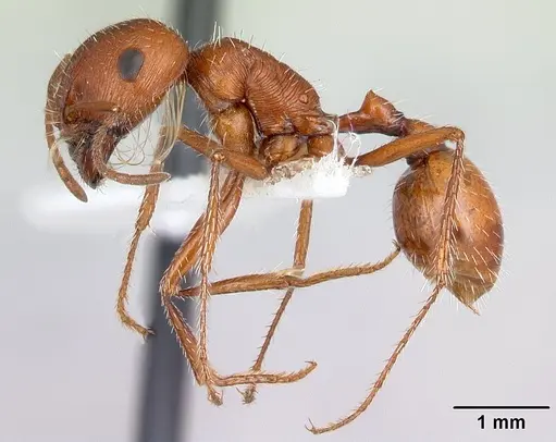 Pogonomyrmex hoelldobleri specimen CASENT0217267 image casent0217267_4