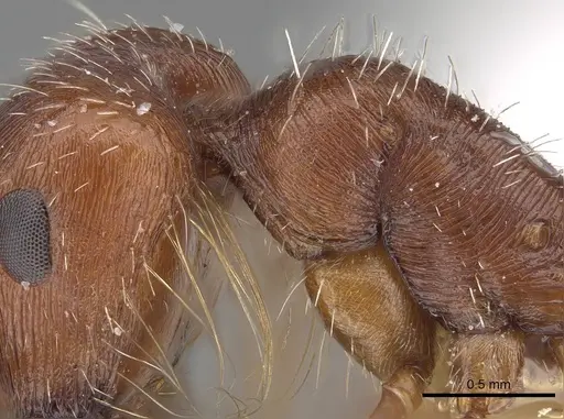 Pogonomyrmex hoelldobleri specimen CASENT0914100 image casent0914100_1