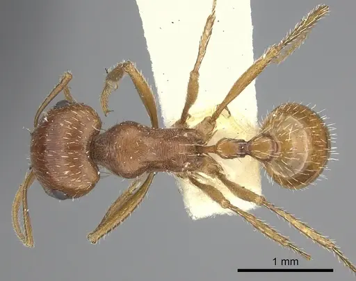 Pogonomyrmex hoelldobleri specimen LACMENT268586 image lacment268586_1