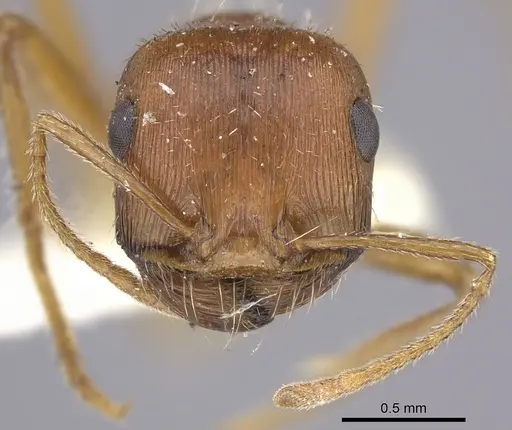 Pogonomyrmex hoelldobleri specimen LACMENT268586 image lacment268586_2