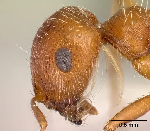 Pogonomyrmex hoelldobleri specimen LACMENT268586 image lacment268586_3