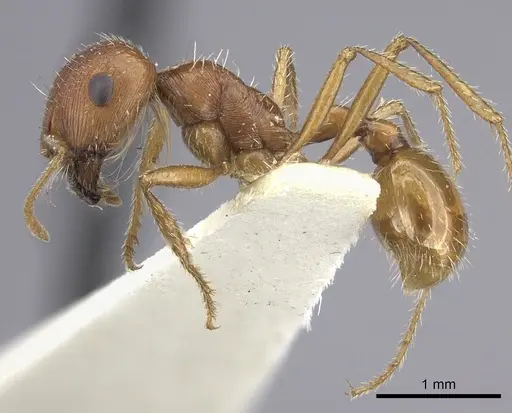 Pogonomyrmex hoelldobleri specimen LACMENT268586 image lacment268586_4