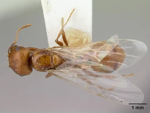 Pogonomyrmex hoelldobleri specimen LACMENT268717 image lacment268717_1