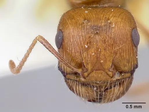 Pogonomyrmex hoelldobleri specimen LACMENT268717 image lacment268717_2