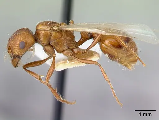Pogonomyrmex hoelldobleri specimen LACMENT268717 image lacment268717_3