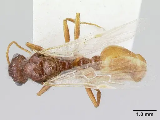 Pogonomyrmex hoelldobleri specimen LACMENT268736 image lacment268736_1