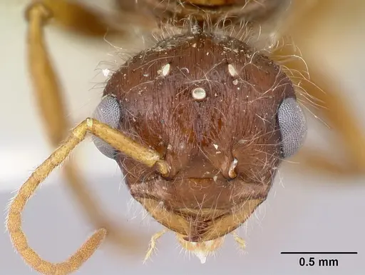Pogonomyrmex hoelldobleri specimen LACMENT268736 image lacment268736_2