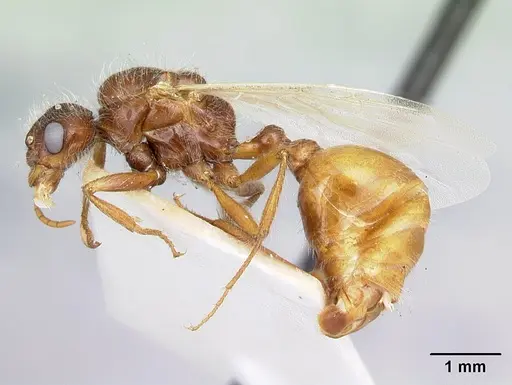 Pogonomyrmex hoelldobleri specimen LACMENT268736 image lacment268736_3