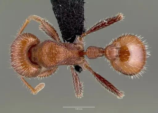 Pogonomyrmex huachucanus specimen CASENT0006263 image casent0006263_1