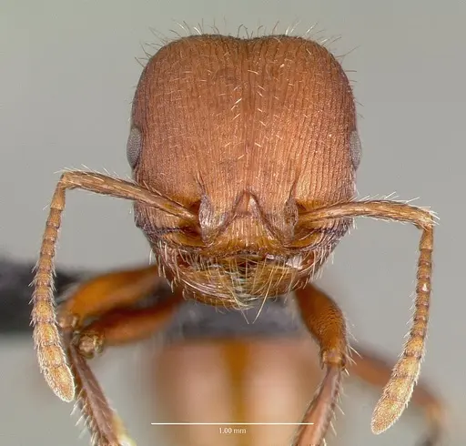 Pogonomyrmex huachucanus specimen CASENT0006263 image casent0006263_2