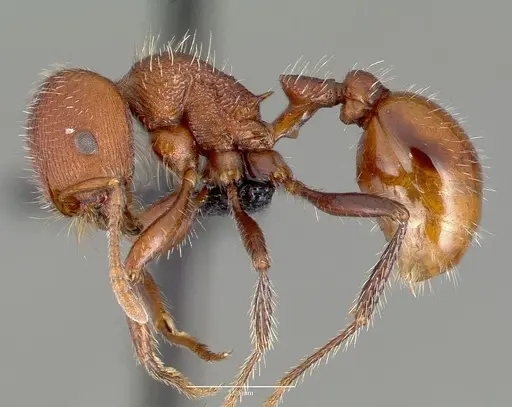 Pogonomyrmex huachucanus specimen CASENT0006263 image casent0006263_3