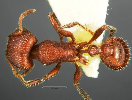 Pogonomyrmex huachucanus specimen CASENT0105655 image casent0105655_1