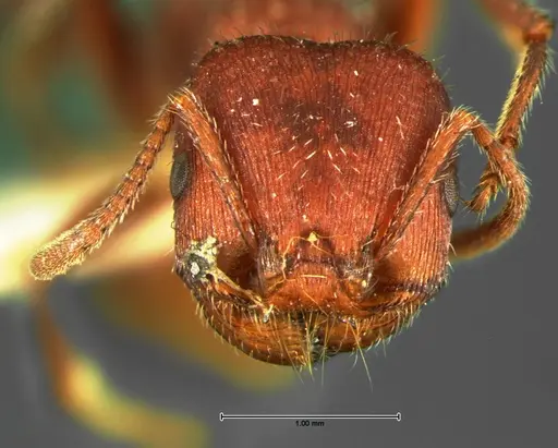 Pogonomyrmex huachucanus specimen CASENT0105655 image casent0105655_2