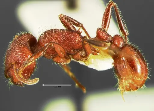Pogonomyrmex huachucanus specimen CASENT0105655 image casent0105655_3
