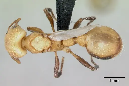 Pogonomyrmex huachucanus specimen CASENT0173111 image casent0173111_1