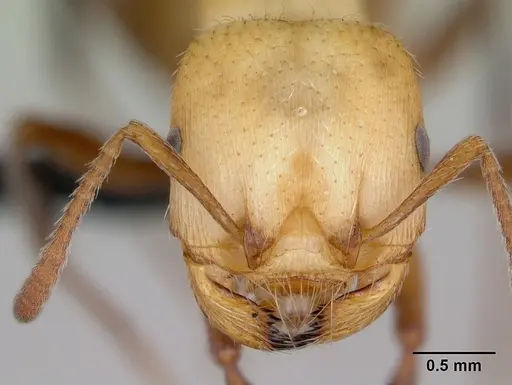 Pogonomyrmex huachucanus specimen CASENT0173111 image casent0173111_2