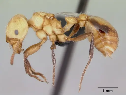 Pogonomyrmex huachucanus specimen CASENT0173111 image casent0173111_3