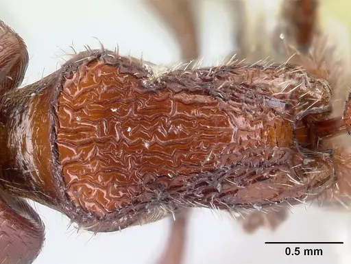 Pogonomyrmex humerotumidus specimen CASENT0217272 image casent0217272_1