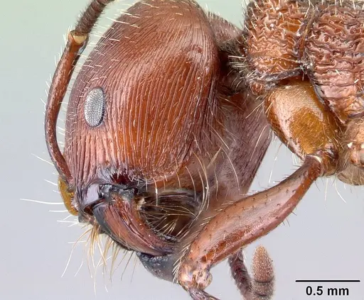 Pogonomyrmex humerotumidus specimen CASENT0217272 image casent0217272_3