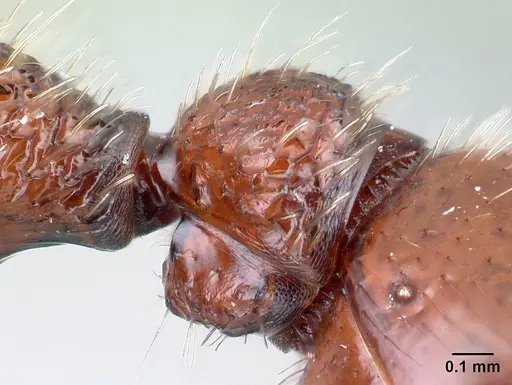 Pogonomyrmex humerotumidus specimen CASENT0217272 image casent0217272_5