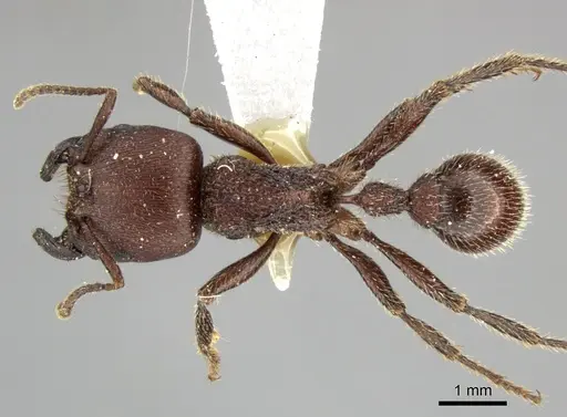 Pogonomyrmex humerotumidus specimen CASENT0235316 image casent0235316_1