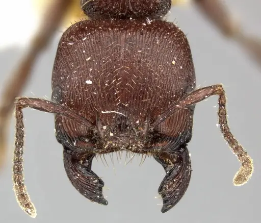 Pogonomyrmex humerotumidus specimen CASENT0235316 image casent0235316_2