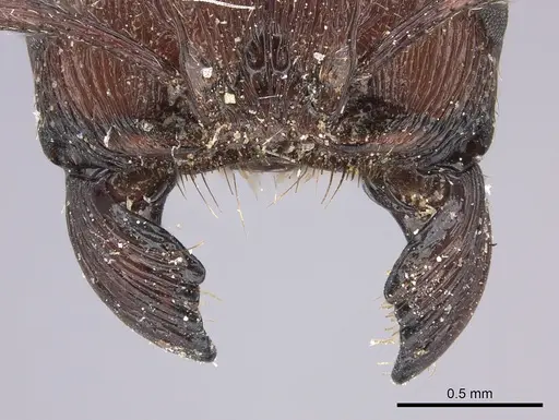 Pogonomyrmex humerotumidus specimen CASENT0235316 image casent0235316_3
