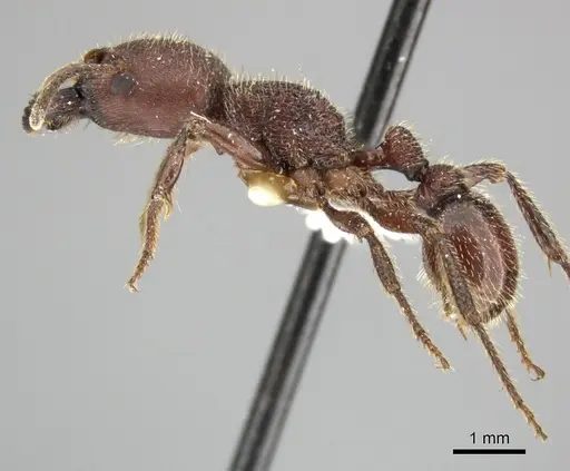 Pogonomyrmex humerotumidus specimen CASENT0235316 image casent0235316_4