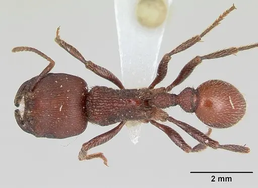 Pogonomyrmex humerotumidus specimen CZUG-00313 image czug-00313_1