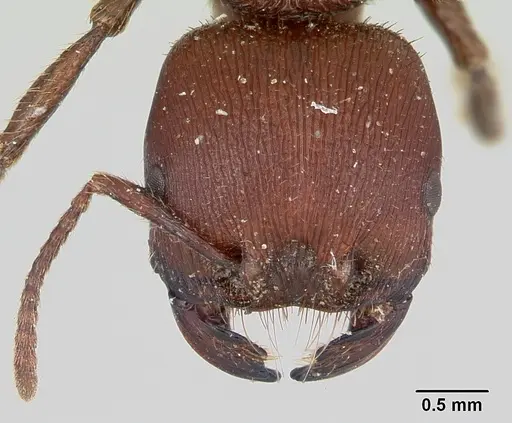 Pogonomyrmex humerotumidus specimen CZUG-00313 image czug-00313_2