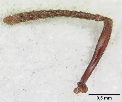 Pogonomyrmex humerotumidus specimen CZUG-00313 image czug-00313_3