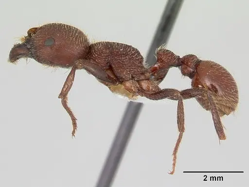 Pogonomyrmex humerotumidus specimen CZUG-00313 image czug-00313_4